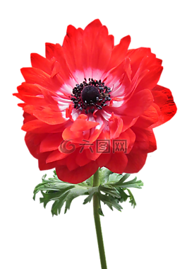 銀蓮花,紅色,雙花