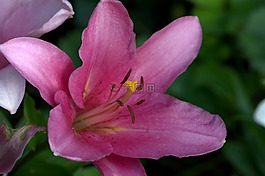 百合,粉紅色,花