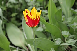 鮮花,郁金香,春天