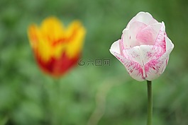 鮮花,郁金香,春天