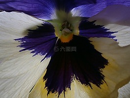 潘茜,紫植物,關(guān)閉