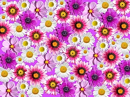 鲜花,粉红色,紫
