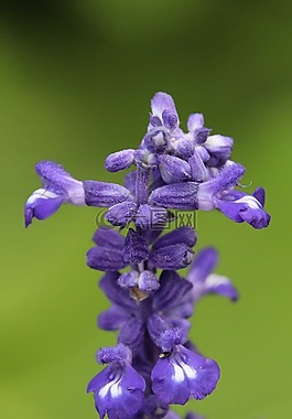 廠,開花,紫