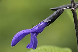 廠,開花,紫