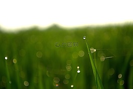露,滴的水,性質(zhì)