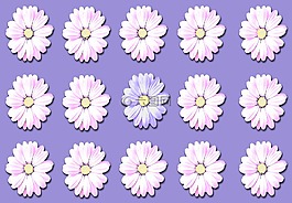 雛菊,鮮花,野生花卉
