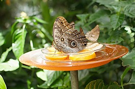 蝴蝶,花園,性質