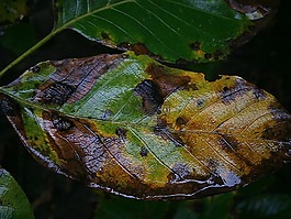 葉子,秋葉,秋季
