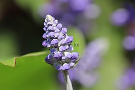 廠,開花,紫