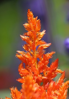 廠,開花,橙