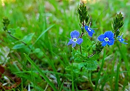 藍(lán)色,花,綠色