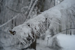 冬天,雪,弗羅斯特