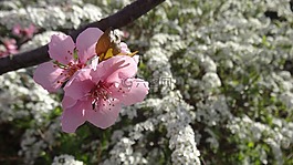 開花,樹,性質(zhì)
