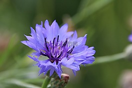 廠,開花,紫