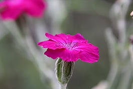 廠,開花,紫