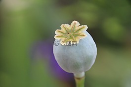 郵票,廠,花
