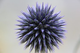 廠,開花,紫