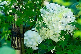 繡球花,植物,日本