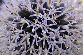 廠,開花,紫