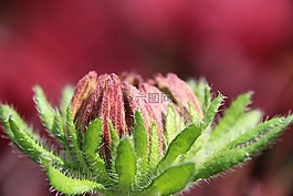 廠,開花,芽