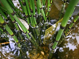 斑馬草,中國(guó)草,廠