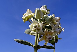 皇冠花,萨克 · 阿克,angkot