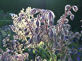 琉璃苣花,琉璃苣开花,光花卉