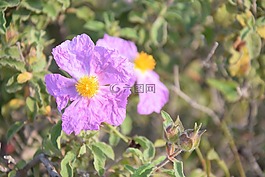 cistus,花,春
