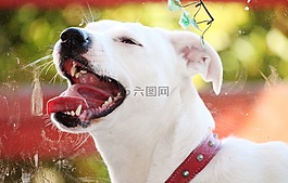 狗,鼻子,舌