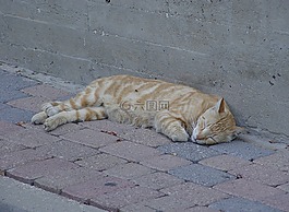 橙色,貓,睡眠
