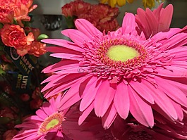 非洲雛菊,雛菊,花