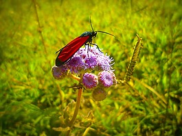 昆蟲,花,性質(zhì)