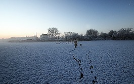 雪,長廊,狗