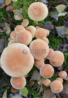 蘑菇,木耳,性質(zhì)