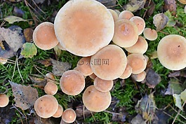 蘑菇,木耳,性質(zhì)