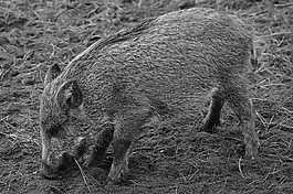 野豬,動物,性質