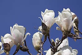 玉蘭,開花,布什