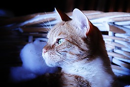 猫,黑暗,下雨天