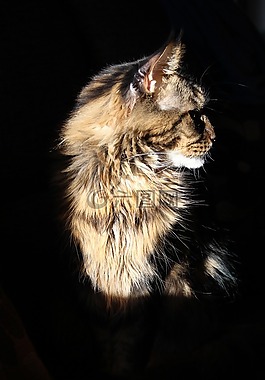 缅因州的浣熊猫,猫,tomcat的