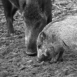 野豬,動物,性質