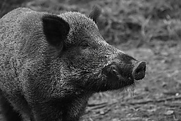 野豬,動物,性質