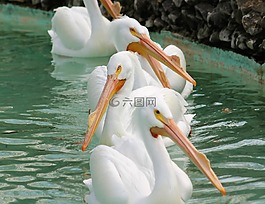 孟菲斯,动物园,鹈