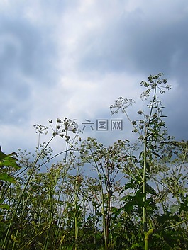靜物,植物,花草地上