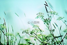 静物,花草地上,植物