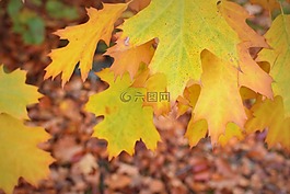 秋季,赛季,秋天的颜​​色