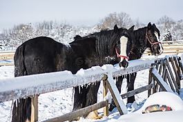 馬匹,冬天,雪