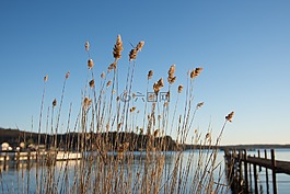 海灘,海,日落