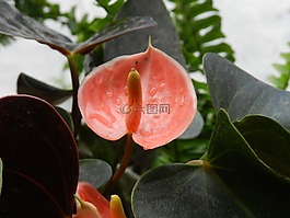 花,方法,生活