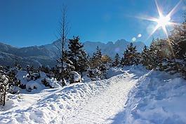 高山,alpspitze,树木