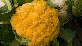 花椰菜,黃色,白色蔬菜